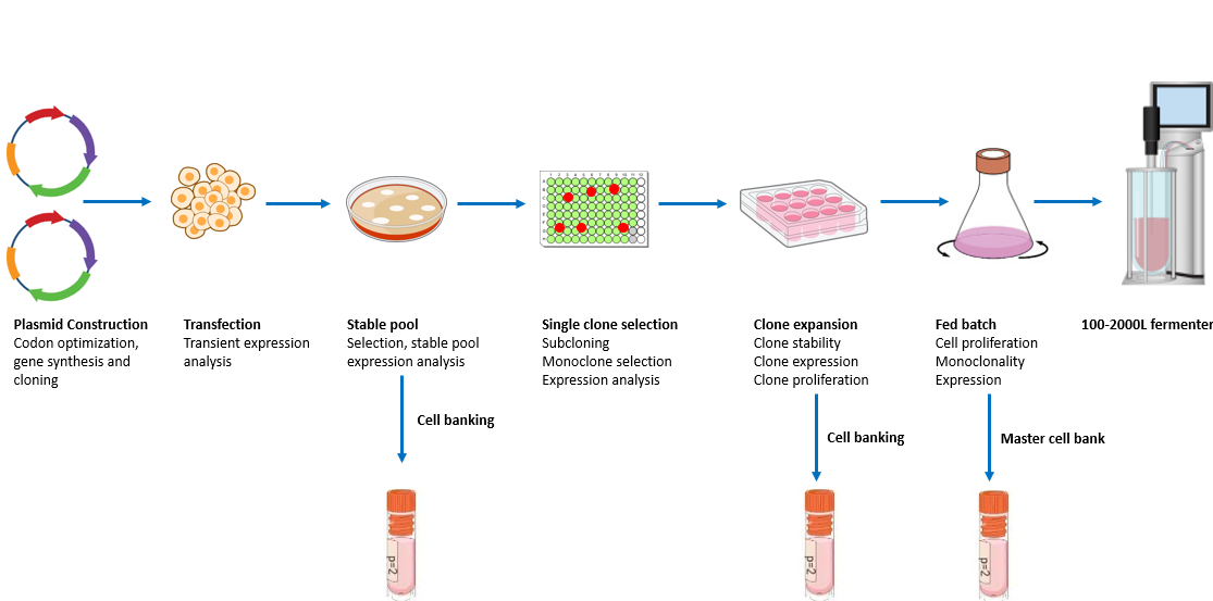 Clone Development & Stable Cell Line Generation