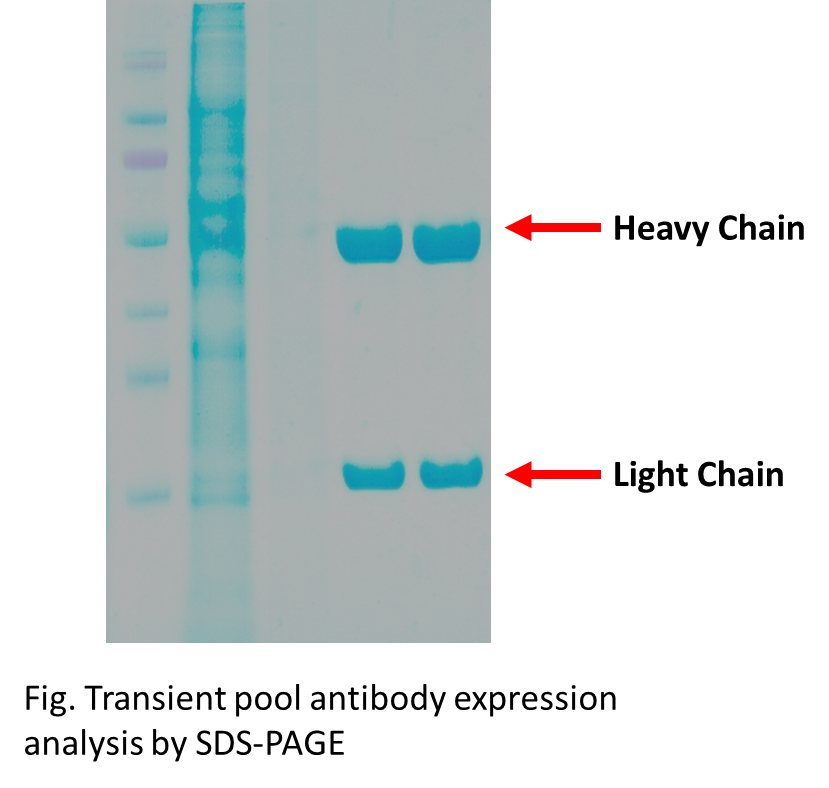 Clone Development & Stable Cell Line Generation