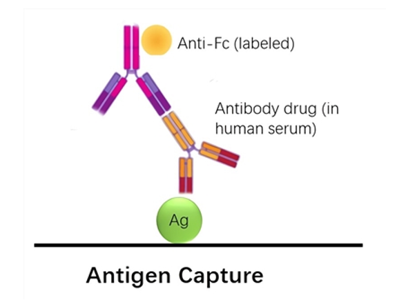 Pharmacokinetic Assay Development